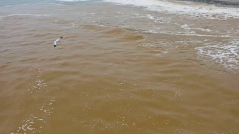 Pelican-circling-over-brackish-water-hunting-for-fish-in-estuary,-aerial-view