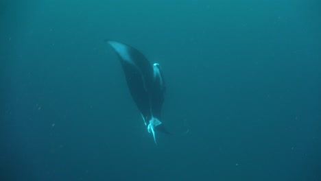 Dos-Mantarrayas-Alimentándose-De-Arrecifes-De-Coral-En-Raja-Ampat