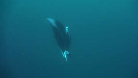 dos mantarrayas alimentándose de arrecifes de coral en raja ampat
