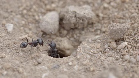 un par de hormigas negras del desierto de sonora alrededor del agujero en el suelo seco del desierto, primer plano macro