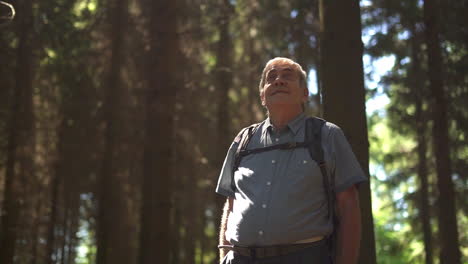 man hiking in a sunny forest