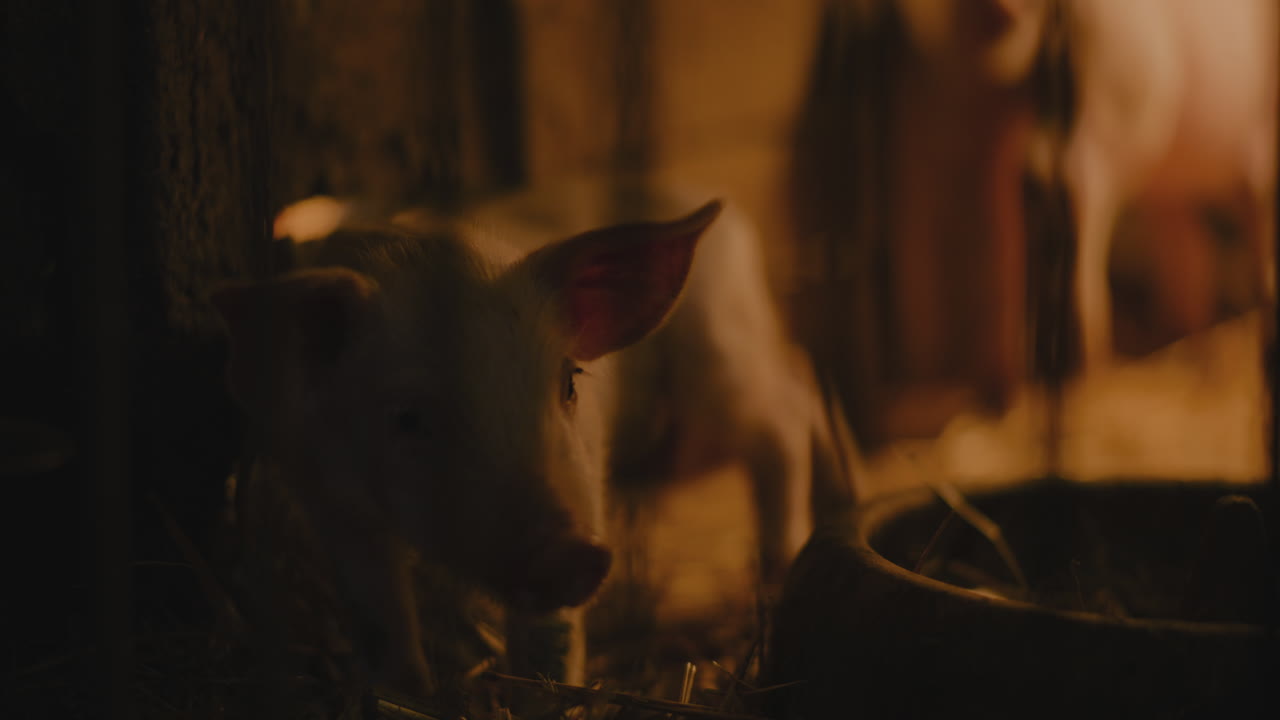 창고 에 있는 돼지