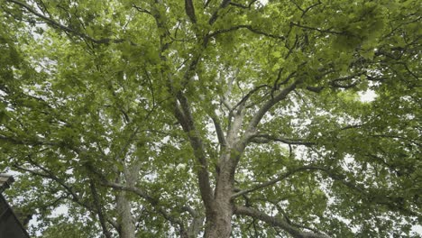 árbol grande con hojas verdes exuberantes