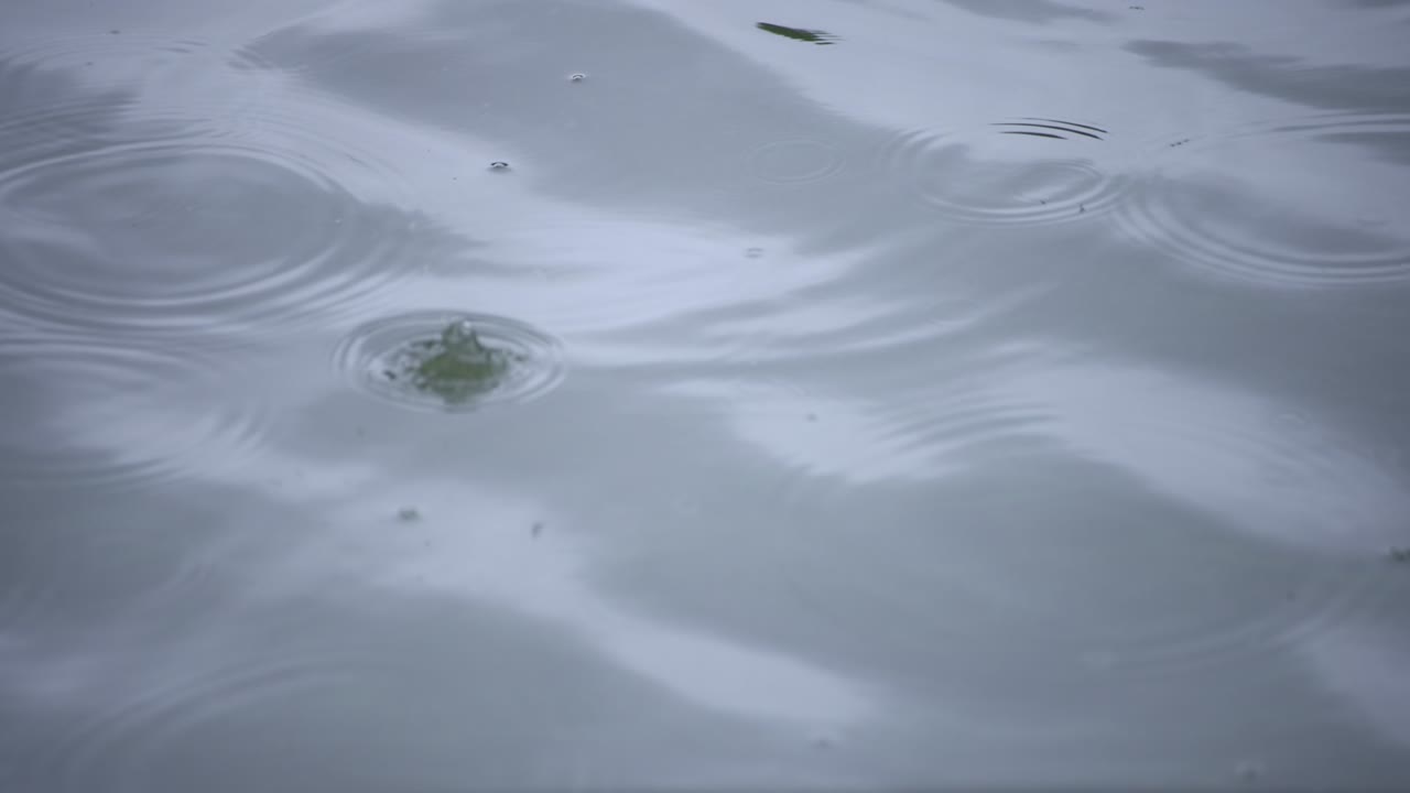 물속의 방울의 느린 움직임 연못의 비가 오는 날 클로즈업