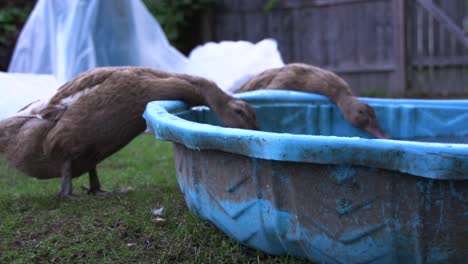 pet ducks drinking from a small pool in a fenced in backyard