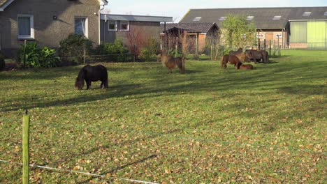 pony on the green grass near the house