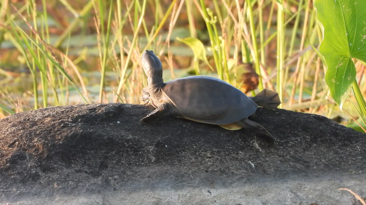 연못 지역에서 휴식을 취하고 일몰을 보는 거북이