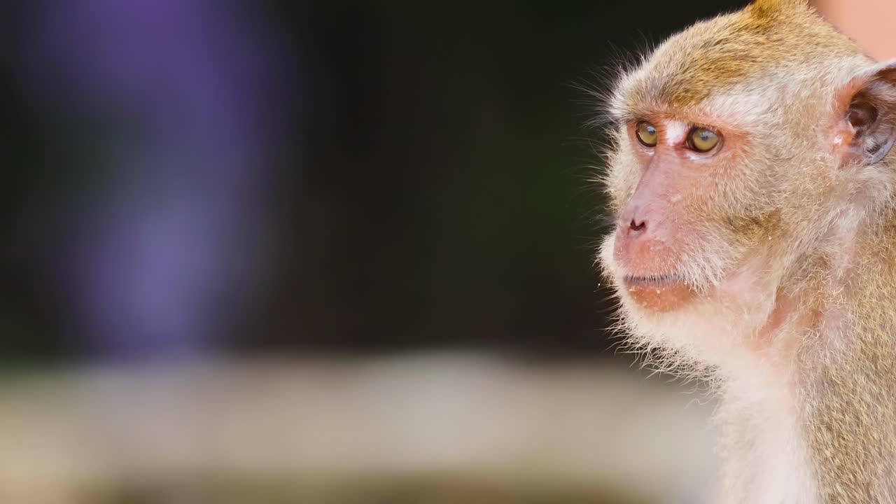 A monkey sits among standing tourists
