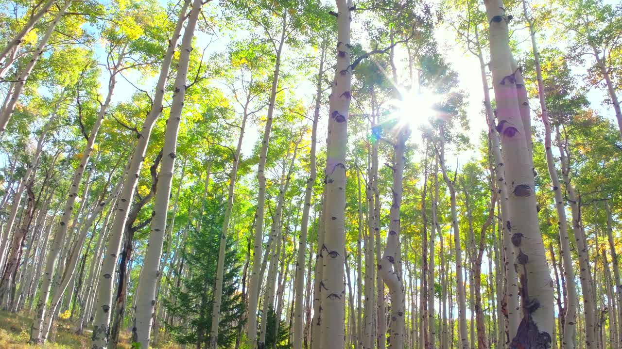 Mt Shavano ground level woods campground trailhead Kebler Pass Crested Butte Paonia dense tall mature Aspen Tree forest Colorado aerial drone early morning sun fall autumn backwards pan down motion