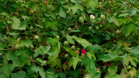 dense leaves with cotton fruits on matured gossypium hirsutum plantation