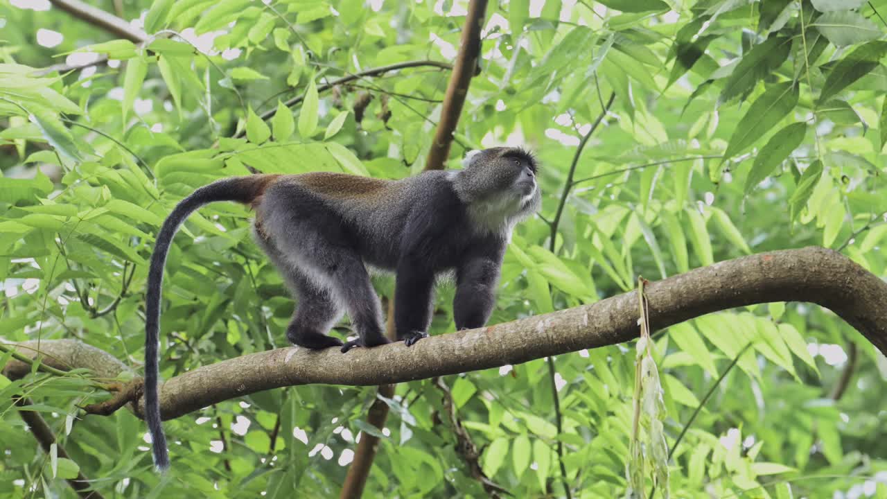 mono en cámara lenta en un bosque escalando un árbol en áfrica en el parque nacional de kilimanjaro en tanzania en un safari de vida silvestre y animales africanos, monos azules en una rama de árbol escalando ramas