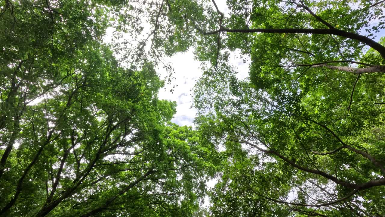 un tranquilo paseo por el exuberante paisaje de la selva tropical