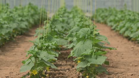 growing vegetables in green houses and drip irrigation