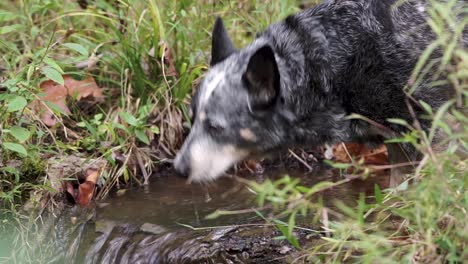 dog drinking water from a stream