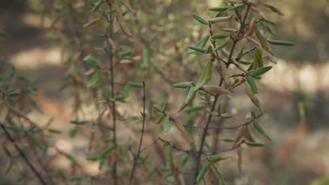 Pequeño-Arbusto-En-El-Suelo-Del-Bosque