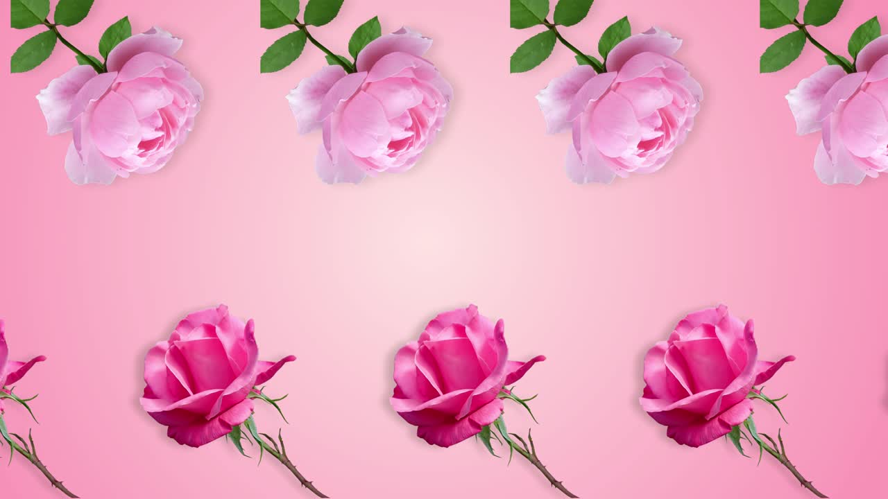 two lines with many pink rose flowers animated in different direction on a pink gradient background. Romantic template Love concept for mother's, Valentines and womens days