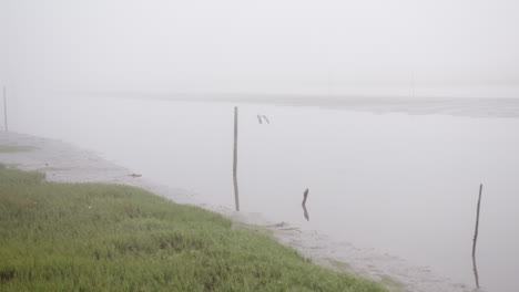 tranquil scene of a lake during misty morning in arcachon bay, france. static shot