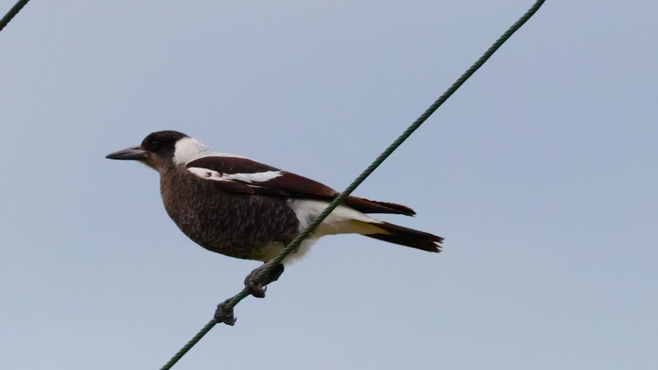 A black and white Australian magpie balances on a diagonal wire against a clear sky
