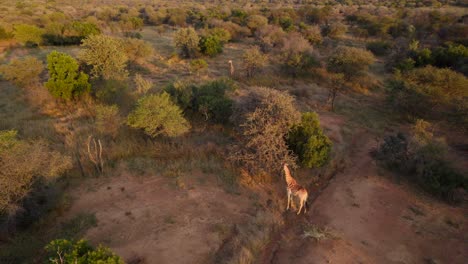 Drohnenflug-über-Wilde-Giraffen-In-Einem-Buschfeld-In-Der-Afrikanischen-Savanne-Am-Späten-Nachmittag