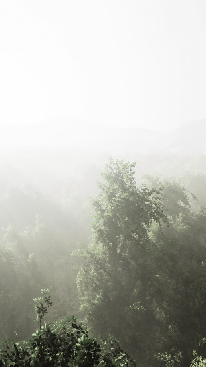 As morning light filters through