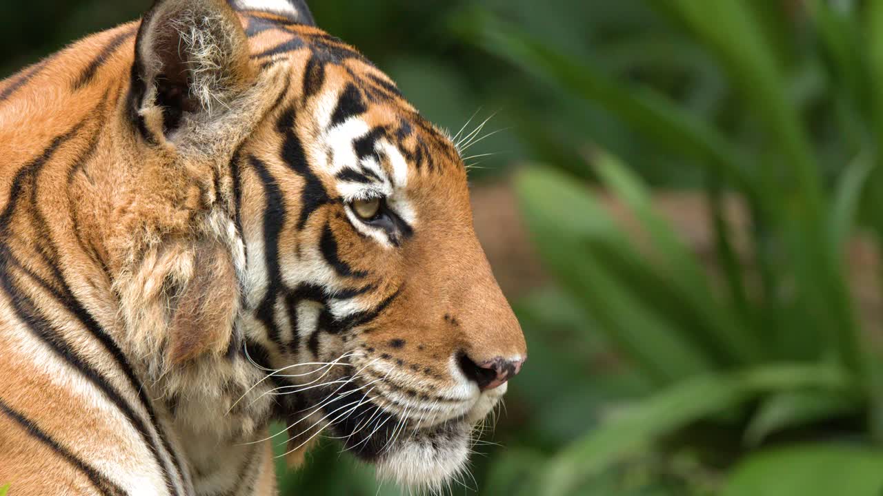 Un primo piano di profilo di una tigre di Sumatra che riposa tranquillamente in mezzo a una vivace vegetazione tropicale verde