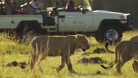 Slow-Motion-Shot-of-Young-lions-walking-through-lush-landscape-at-sunset,-Important-Masai-Mara-North-Conservancy-protecting-animals-from-human-interaction-in-Maasai-Mara-National-reserve