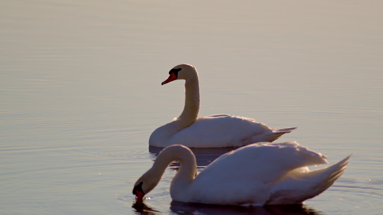 Swans in morning courtship, seen through ultra slow-mo visuals.