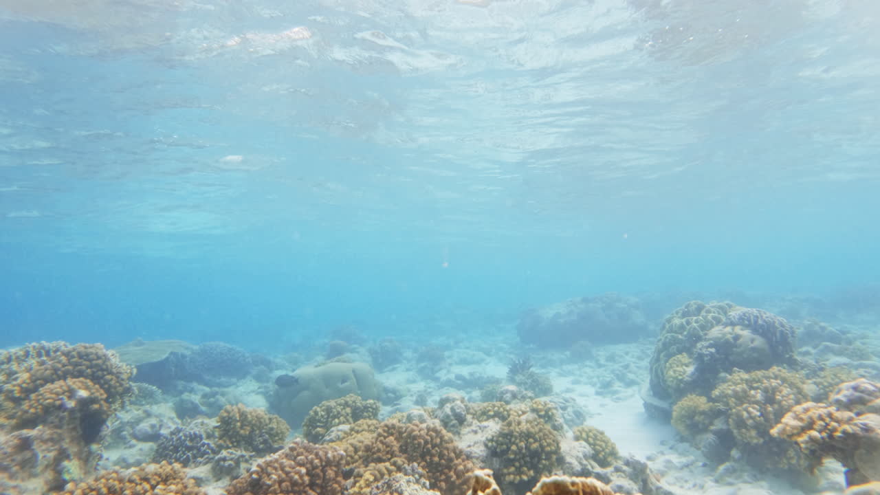 cámara lenta cinematográfica de cerca de los corales en un arrecife de coral bajo el agua en condiciones muy claras y brillantes, slomo, 4k