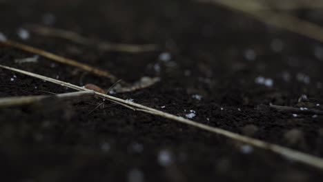 close up of snow falling onto black dirt and melting on the ground