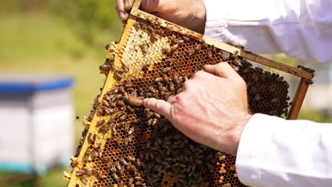 bee farmer holding dark honeycomb frame. apiarist touching the wax with bare hand, showing bee queen place. close up.