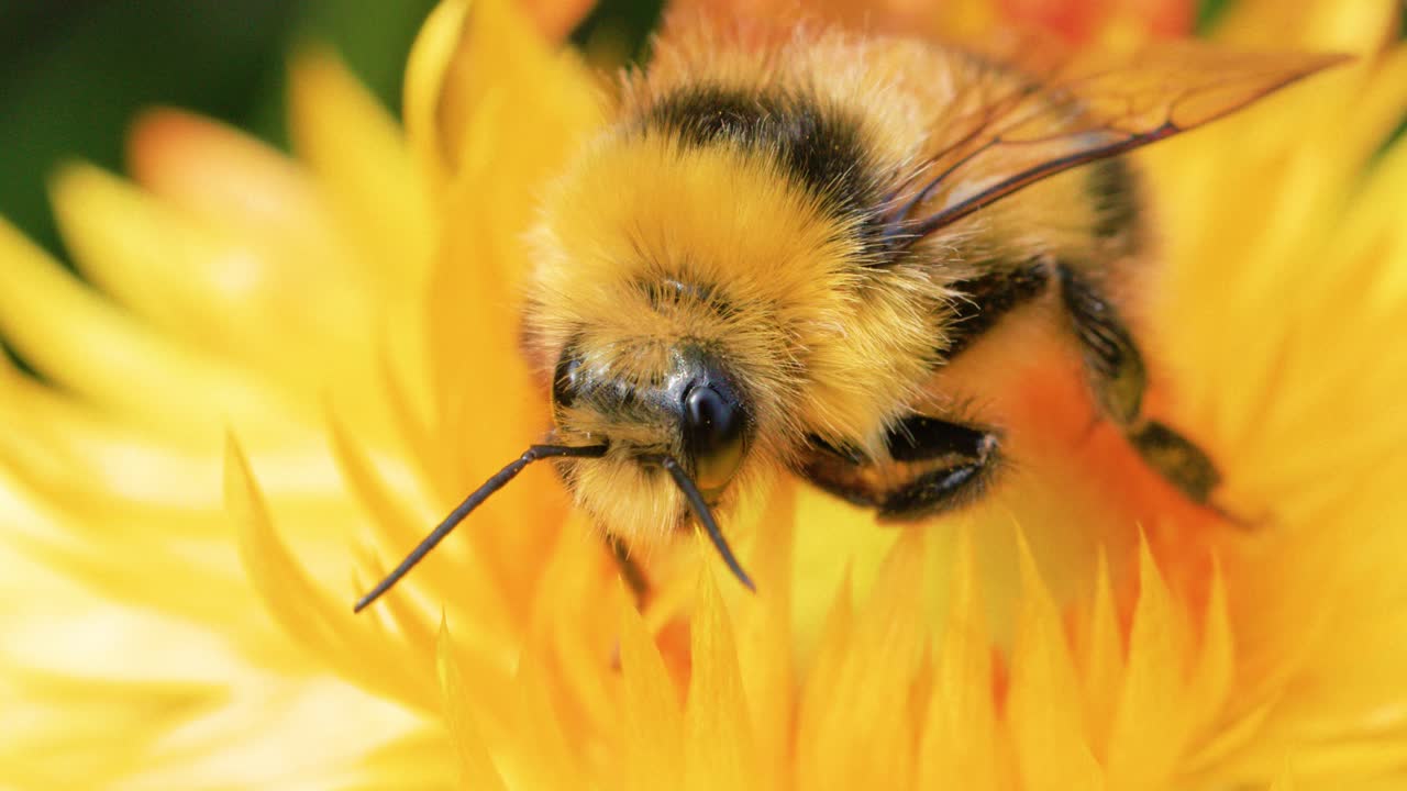 A close-up macro sequence shows a bumblebee actively gathering pollen from a vibrant yellow flower in natural daylight, highlighting detailed insect behavior