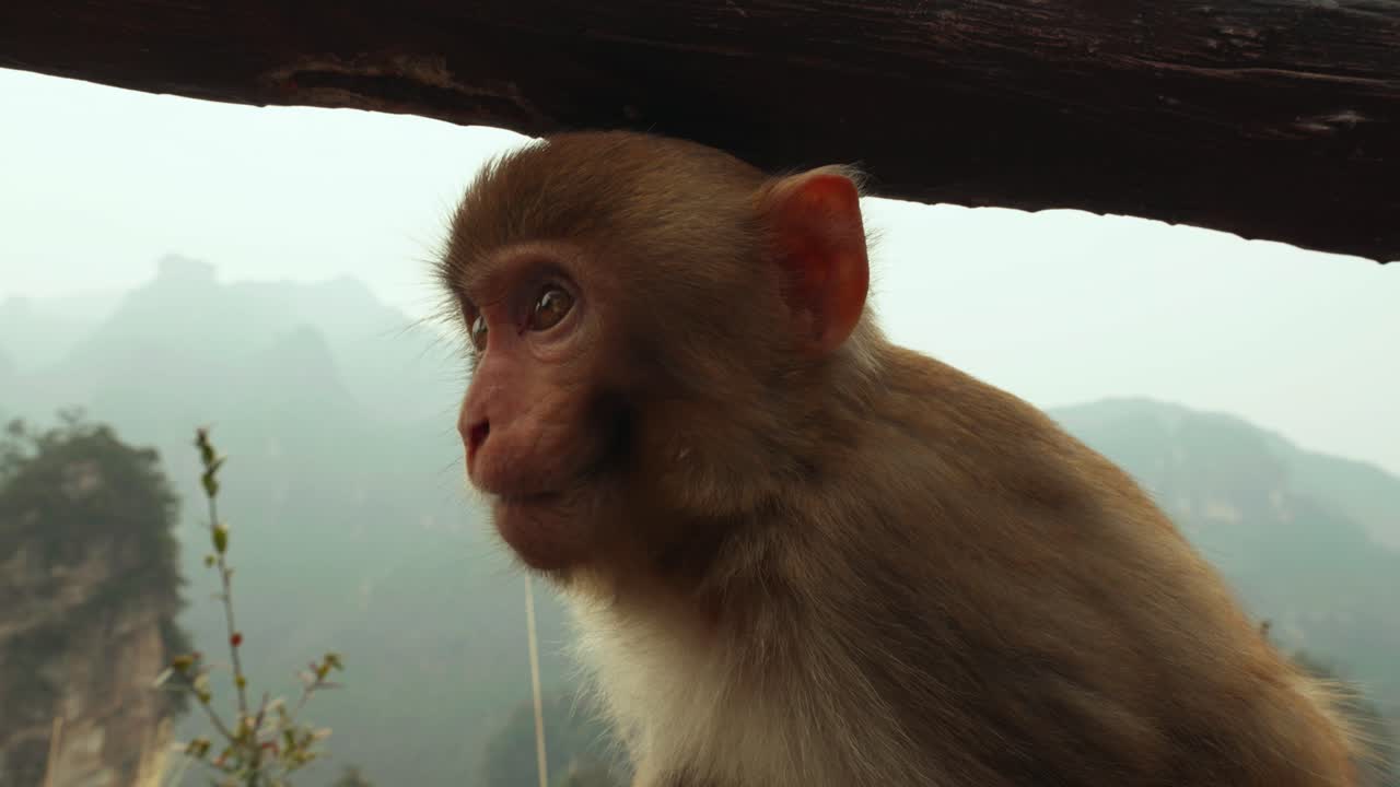 Close-Up Profile of a Wild Rhesus Macaque Against Misty Zhangjiajie Peaks