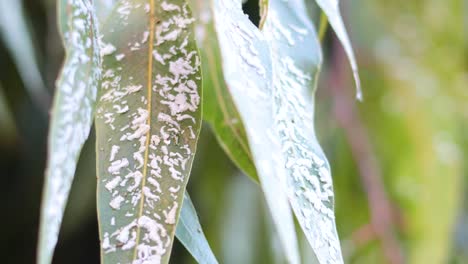 close-up of leaves with pseudococcus insects