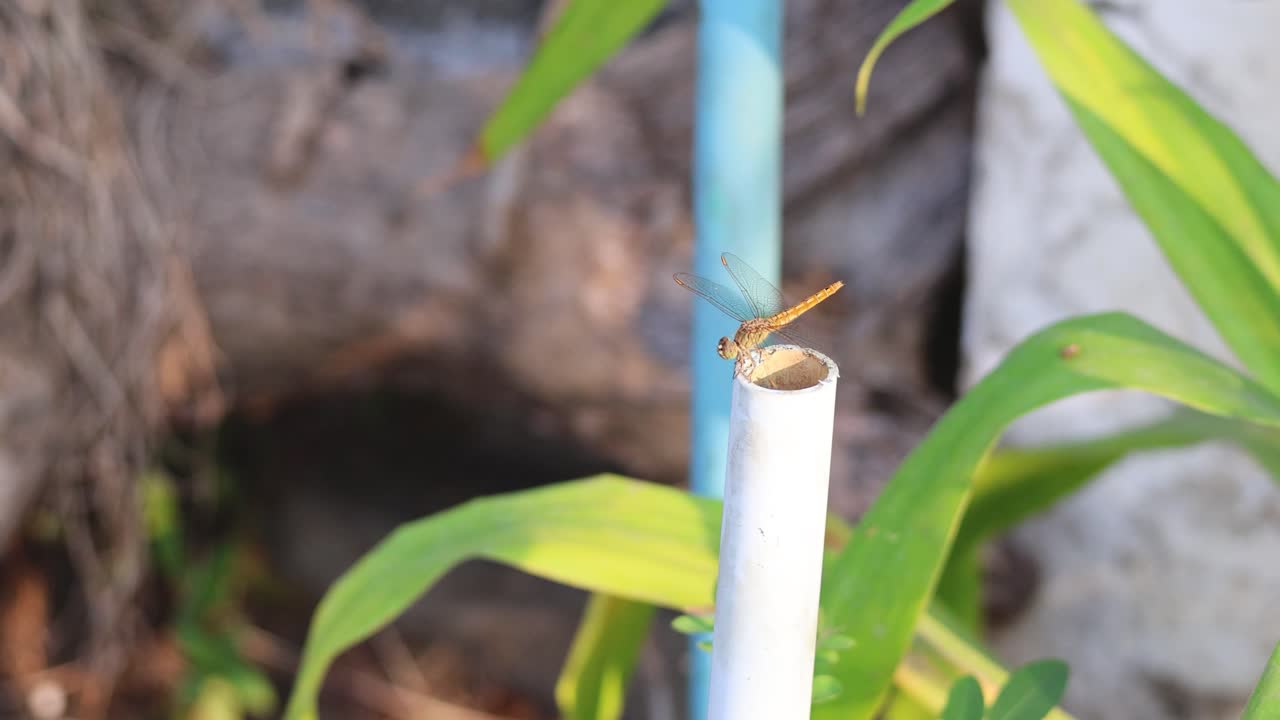 A dragonfly approaches and lands on a metal pipe