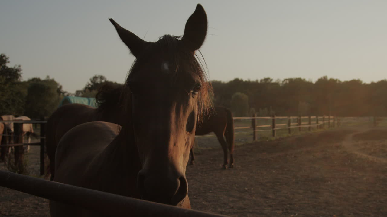 Horses in the paddock