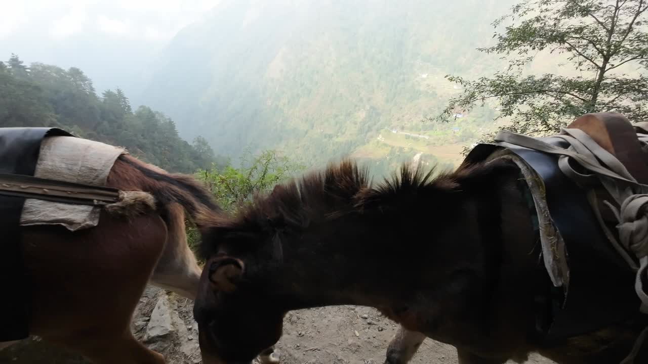 un tren de mulas pesadamente cargadas navega por un estrecho camino de montaña en el himalaya, mostrando el papel vital que estos animales juegan en el transporte de mercancías a través de terrenos desafiantes.
