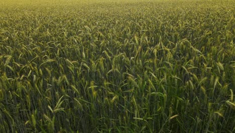 Schöne-Luftaufnahme-Des-Grünen-Landwirtschaftlichen-Feldes