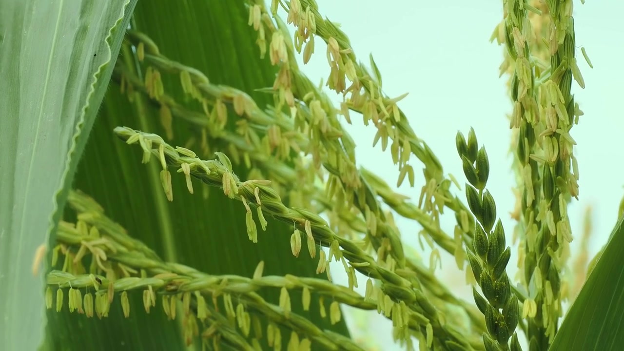 Tall sweetcorn anthers wobbling their pollen down and sway gently against a pale summer sky in an English garden