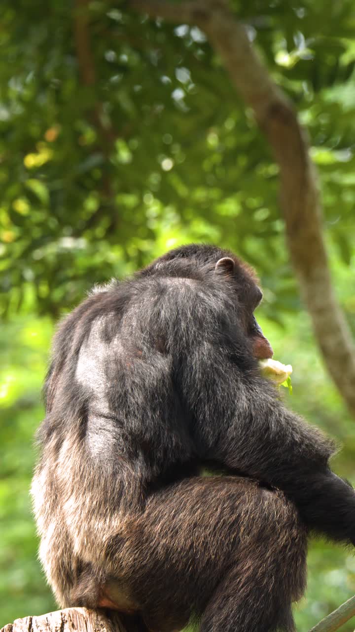 Uno scimpanzé selvatico siede su un ramo in una lussureggiante foresta tropicale mangiando foglie verdi.