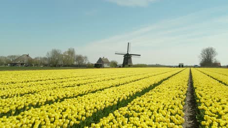 Gelbes-Tulpenfeld-In-Holland-Im-Frühling-Mit-Klassischer-Windmühle-Am-Horizont