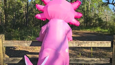 Inflatable-axolotl-walking-up-to-and-leaning-forward-on-split-rail-fence-looking-towards-forest-before-walking-away