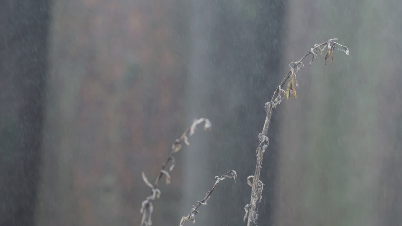 Rainy day in the forest, with dry branches swaying in soft focus nature