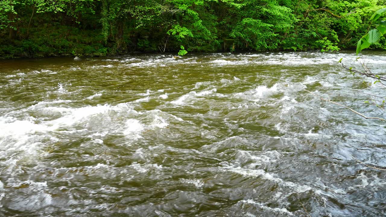 Potente piena del fiume che scorre impetuosamente, schizzando e scendendo a cascata attraverso la natura selvaggia del bosco frondoso.