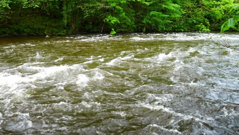 powerful river flood rushing splashing cascading through leafy woodland wilderness