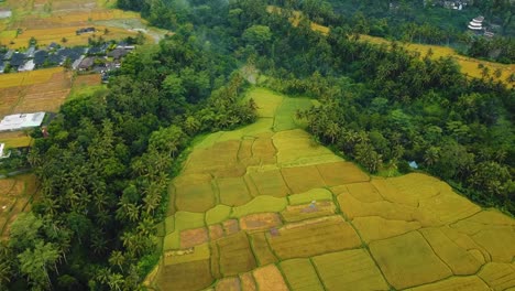 Wunderschöne-Filmische-Ubud-,-Bali-Drohnenaufnahmen-Mit-Exotischen-Reisterrassen,-Kleinen-Farmen-Und-Nebligen-Agroforstplantagen