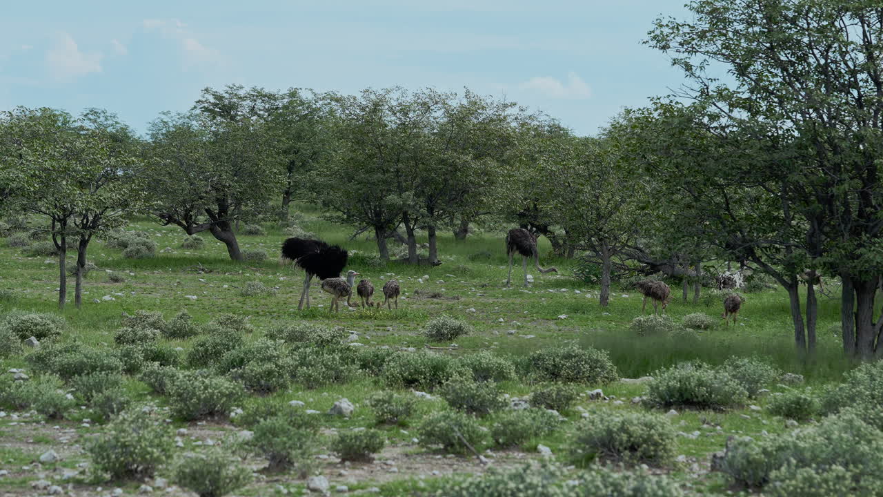 Struzzi nella savana africana