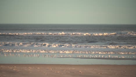 flock of birds foraging on the shore with swirling ocean waves at sunset - medium shot, slow motion