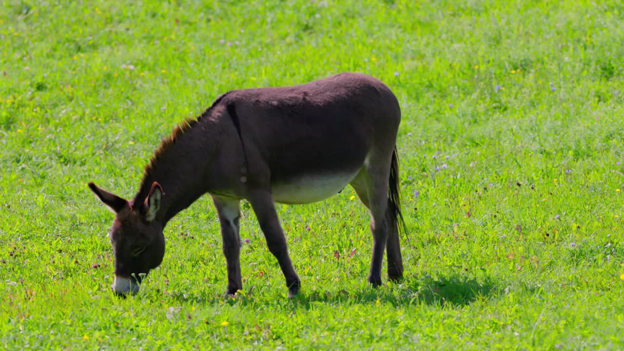 Asino domestico che mangia l'erba nel campo sotto il sole