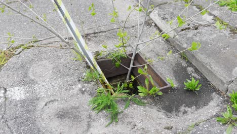 árbol-Y-Objeto-De-Plástico-Que-Sale-Drenaje-Viejo-Con-Agua-En-Malas-Condiciones-Asfalto