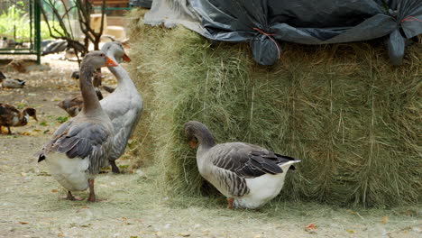 geese and ducks near haystack